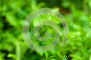 Nature blurred background of summer bright green wildfields close up with copy space. Floral for your project. Wildlife organic photo