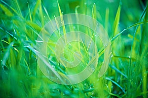 Nature blurred bokBeautiful green grass field nature blurred bokeh background on spring sunny light