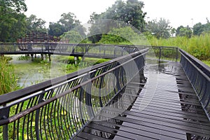 Nature Board walk through tropical swamps