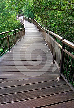 Nature Boardwalk through forest reserve