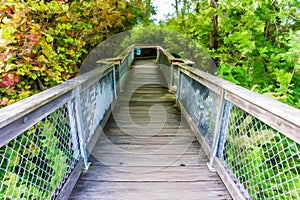 Nature Boardwalk Illustration