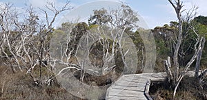 Nature boardwalk through swamp lands Peel Harvey estuarine system region Western Australia
