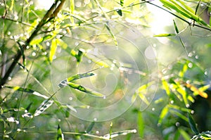 Nature bokeh abstract light background