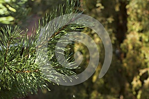 Nature, bokeh, branch, spruce,Spruce tree