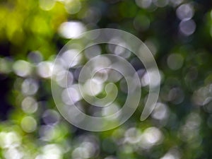 Nature bokeh