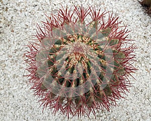 biznaga, cactus desert, originating in Mexico photo