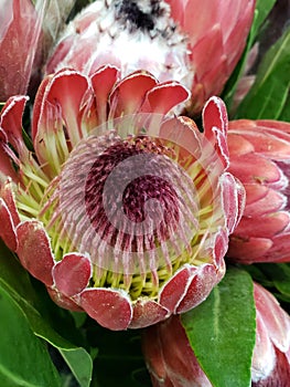 approach to red protea flower, background and texture