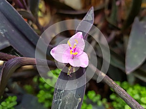 trapoeraba roxa flower in garden photo