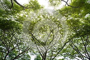 Nature, Branches, Leaves, Tall Trees, and a Forest View from Below in the Sunlight Filled by a Lush Green Canopy Gazing Up at the photo