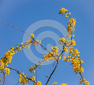 Nature Brasil Tree yellow flower Curacao Views