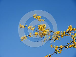 Nature Brasil Tree yellow flower Curacao Views