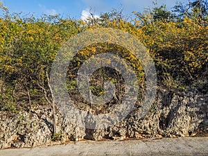 Nature Brasil Tree yellow flower Curacao Views