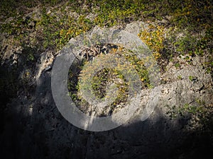 Nature Brasil Tree yellow flower Curacao Views