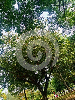 Nature brazil red riodejaneiro explore