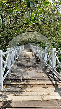 Nature bridge beach green tree white