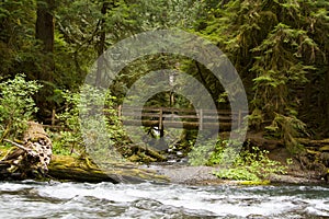 Nature Bridge near Marymere Falls, Olympic National Park