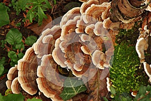 Nature Brown mushrooms