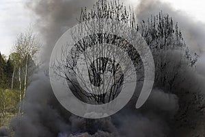 Nature is burning. Tree in smoke. Black smoke in forest