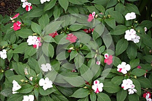 Nature Busy Lizzy red and white photo