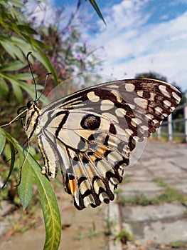 Butterfly in garden