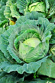 Nature of cabbage