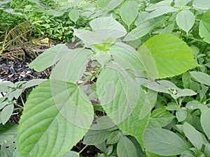 Green leaf looking dutifully