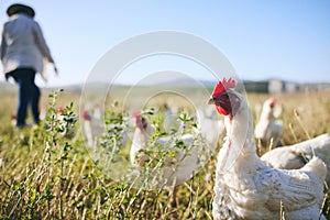 Nature, chickens in field and farmer walking with blue sky in green countryside, free range agriculture and sunshine