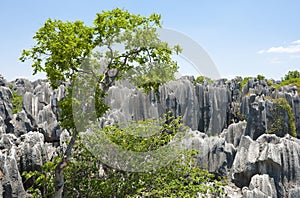 Nature of China (Stone Forest National Park)