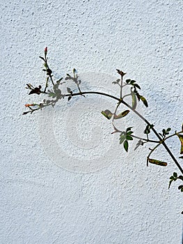 Nature on ciment wall