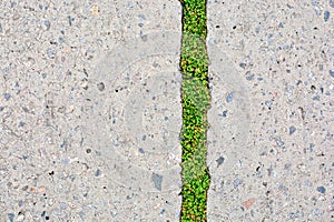 Nature and civilization. Green grass in asphalt road crack.