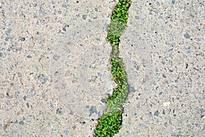 Nature and civilization interaction. Green grass in asphalt road crack.