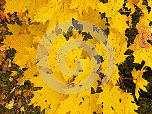 Nature close up of colorful maple leaf and maple leaves change colors in autumn with blurred colorful bokeh background