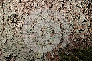 Nature. Close Up Pine Barks Textures