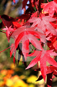 Nature - close up of a red Acer leaf photo