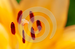 Macro photography of the inside of an orange lily flower, with visible pollen, outdoors on a sunny summer day