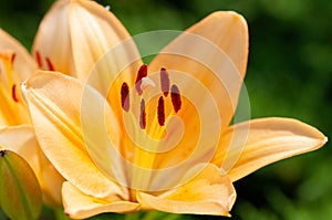 Macro photography of the inside of an orange lily flower, with visible pollen, outdoors on a sunny summer day