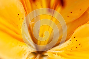 Macro photography of the inside of an orange lily flower, with visible pollen, outdoors on a sunny summer day