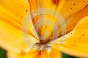 Macro photography of the inside of an orange lily flower, with visible pollen, outdoors on a sunny summer day