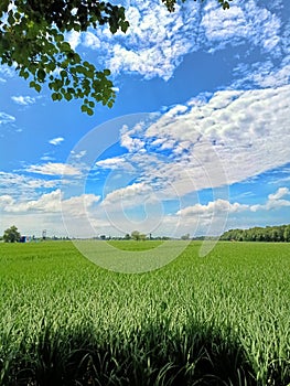 Nature  clouds greeny