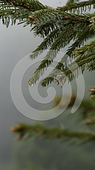 Nature in cloudy, cold, rainy weather. Raindrops or dew drops on branch of coniferous tree in mountain forest, dark fog