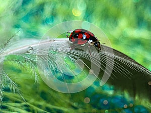 Nature coccinellidae ledybug macro