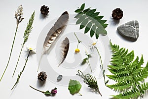 Nature collage, items from fields and forest. Fern,clover,pine cone, feather, buttercup,heather, grass, rock. Fresh spring.