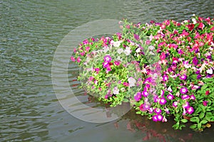 Nature colorful multicolored petunia flowers patterns with green leaves blooming in bamboo raft on water background