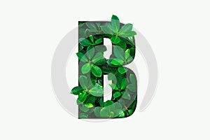 Nature concept alphabet of green leaves in alphabet letter B