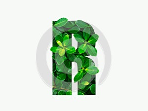 Nature concept alphabet of green leaves in alphabet letter R