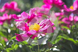 Nature concept - beautiful spring or summer landscape with Pink peony flower on green leaves background. Pink peonies in the garde