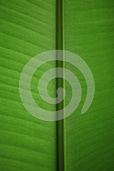 Nature Concept. Closeup of Fresh Green Leaf. Natural Green Surface Texture Background. Macro shot