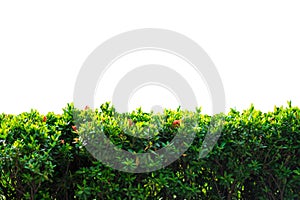 Nature concept isolated green bush on white background