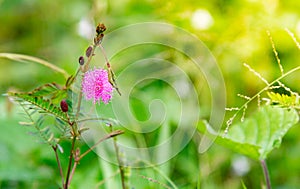 Nature concept for sensitive plant - Mimosa pudica in green nature or in the garden.