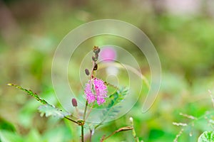 Nature concept for sensitive plant - Mimosa pudica in green nature or in the garden.